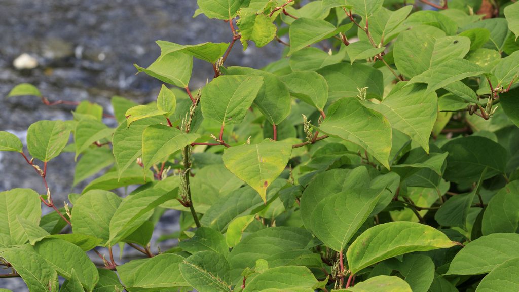 Japanese Knotweed Article Feature