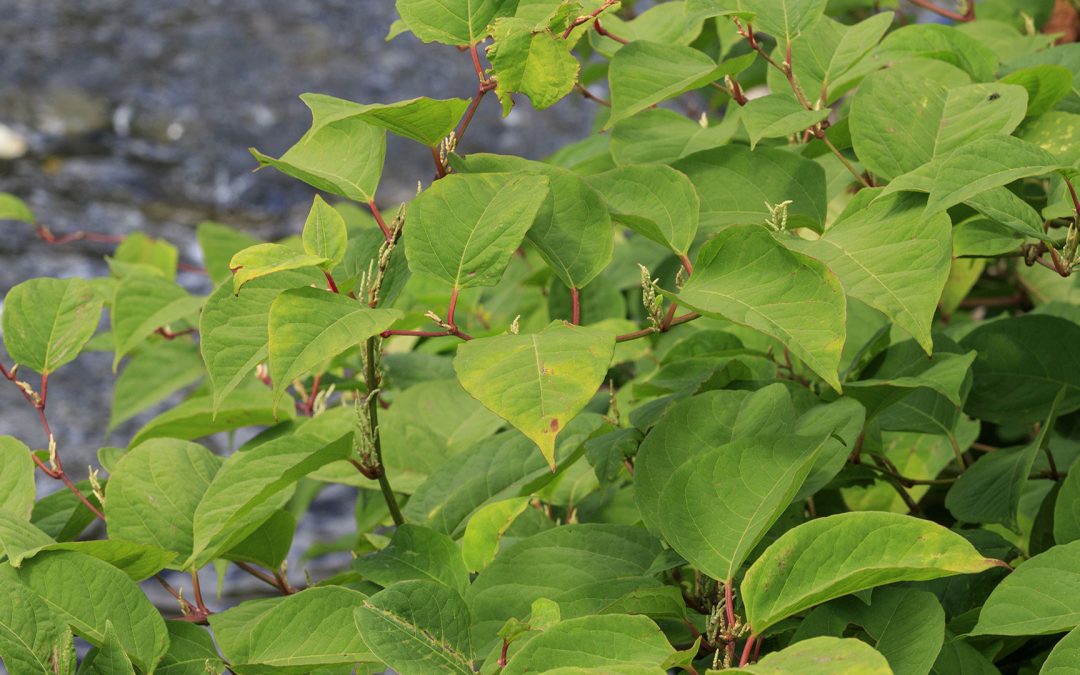 Japanese Knotweed – A Gordian Knot?